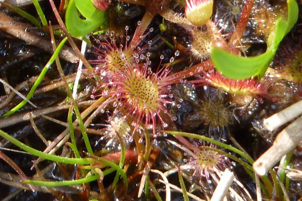 Des sorties botaniques sont organis&eacute;es au sein du Marais du Cassan et de Prentegarde