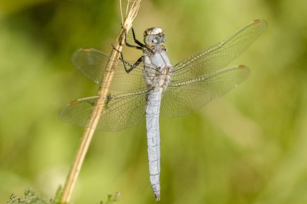 Photos de la faune des Marais du Cassan et de Prentegarde, zone humide prot&eacute;g&eacute;e, situ&eacute;s sur les communes de Lacapelle-Viescamp, Saint-Etienne-Cantal&egrave;s et Saint-Paul-des-Landes dans le Cantal. Photos et droits d'auteur r&eacute;serv&eacute;s : Cantal Photo Club.