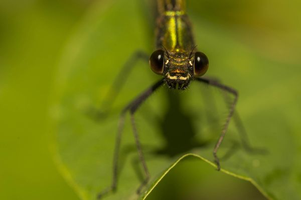 Photos de la faune des Marais du Cassan et de Prentegarde, zone humide prot&eacute;g&eacute;e, situ&eacute;s sur les communes de Lacapelle-Viescamp, Saint-Etienne-Cantal&egrave;s et Saint-Paul-des-Landes dans le Cantal. Photos et droits d'auteur r&eacute;serv&eacute;s : Cantal Photo Club.