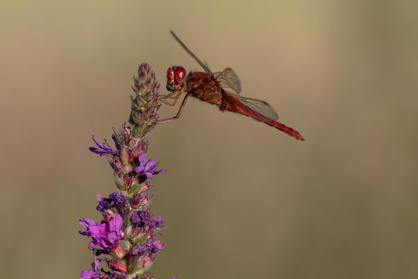 Photos de la faune des Marais du Cassan et de Prentegarde, zone humide prot&eacute;g&eacute;e, situ&eacute;s sur les communes de Lacapelle-Viescamp, Saint-Etienne-Cantal&egrave;s et Saint-Paul-des-Landes dans le Cantal. Photos et droits d'auteur r&eacute;serv&eacute;s : Cantal Photo Club.
