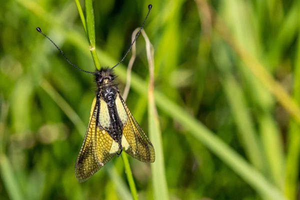 Photos de la faune des Marais du Cassan et de Prentegarde, zone humide protégée, situés sur les communes de Lacapelle-Viescamp, Saint-Etienne-Cantalès et Saint-Paul-des-Landes dans le Cantal. Photos et droits d'auteur réservés : Cantal Photo Club.