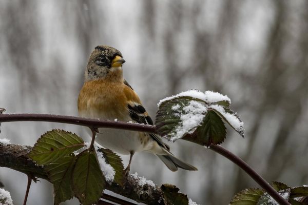 Photos de la faune des Marais du Cassan et de Prentegarde, zone humide prot&eacute;g&eacute;e, situ&eacute;s sur les communes de Lacapelle-Viescamp, Saint-Etienne-Cantal&egrave;s et Saint-Paul-des-Landes dans le Cantal. Photos et droits d'auteur r&eacute;serv&eacute;s : Cantal Photo Club.