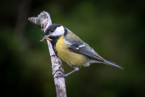 Photos de la faune des Marais du Cassan et de Prentegarde, zone humide prot&eacute;g&eacute;e, situ&eacute;s sur les communes de Lacapelle-Viescamp, Saint-Etienne-Cantal&egrave;s et Saint-Paul-des-Landes dans le Cantal. Photos et droits d'auteur r&eacute;serv&eacute;s : Cantal Photo Club.