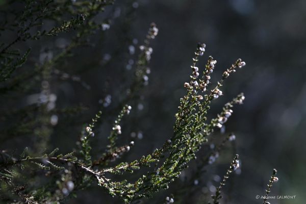 Photos de la flore des Marais du Cassan et de Prentegarde, zone humide protégée, situés sur les communes de Lacapelle-Viescamp, Saint-Etienne-Cantalès et Saint-Paul-des-Landes dans le Cantal. Photos et droits d'auteur réservés : Cantal Photo Club.