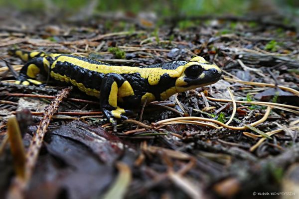 Photos de la faune des Marais du Cassan et de Prentegarde, zone humide prot&eacute;g&eacute;e, situ&eacute;s sur les communes de Lacapelle-Viescamp, Saint-Etienne-Cantal&egrave;s et Saint-Paul-des-Landes dans le Cantal. Photos et droits d'auteur r&eacute;serv&eacute;s : Cantal Photo Club.