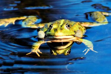 Concerto des grenouilles