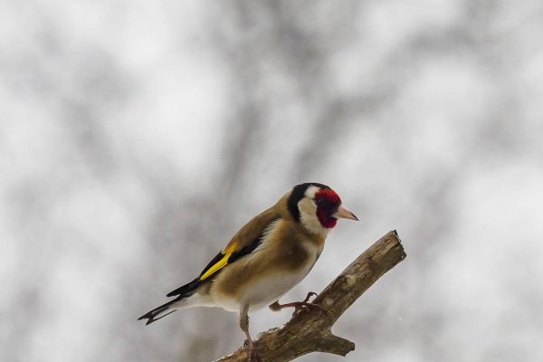 Photos de la faune des Marais du Cassan et de Prentegarde, zone humide prot&eacute;g&eacute;e, situ&eacute;s sur les communes de Lacapelle-Viescamp, Saint-Etienne-Cantal&egrave;s et Saint-Paul-des-Landes dans le Cantal. Photos et droits d'auteur r&eacute;serv&eacute;s : Cantal Photo Club.