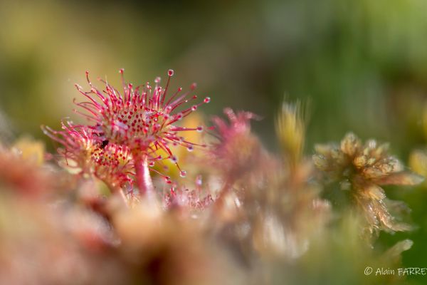 Photos de la flore des Marais du Cassan et de Prentegarde, zone humide prot&eacute;g&eacute;e, situ&eacute;s sur les communes de Lacapelle-Viescamp, Saint-Etienne-Cantal&egrave;s et Saint-Paul-des-Landes dans le Cantal. Photos et droits d'auteur r&eacute;serv&eacute;s : Cantal Photo Club.