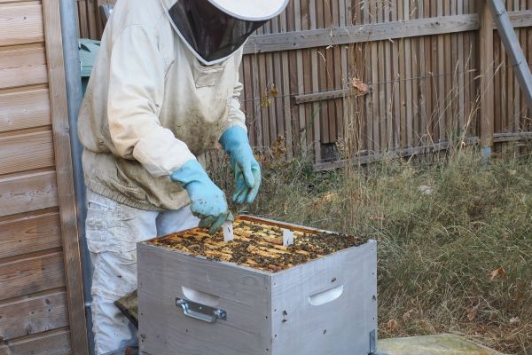 Photos du rucher p&eacute;dagogique situ&eacute; aux Marais du Cassan et de Prentegarde dans le Cantal. 