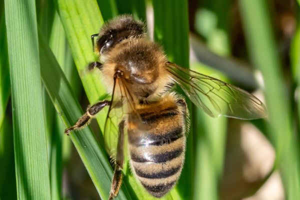 Photos du rucher pédagogique situé aux Marais du Cassan et de Prentegarde dans le Cantal. 